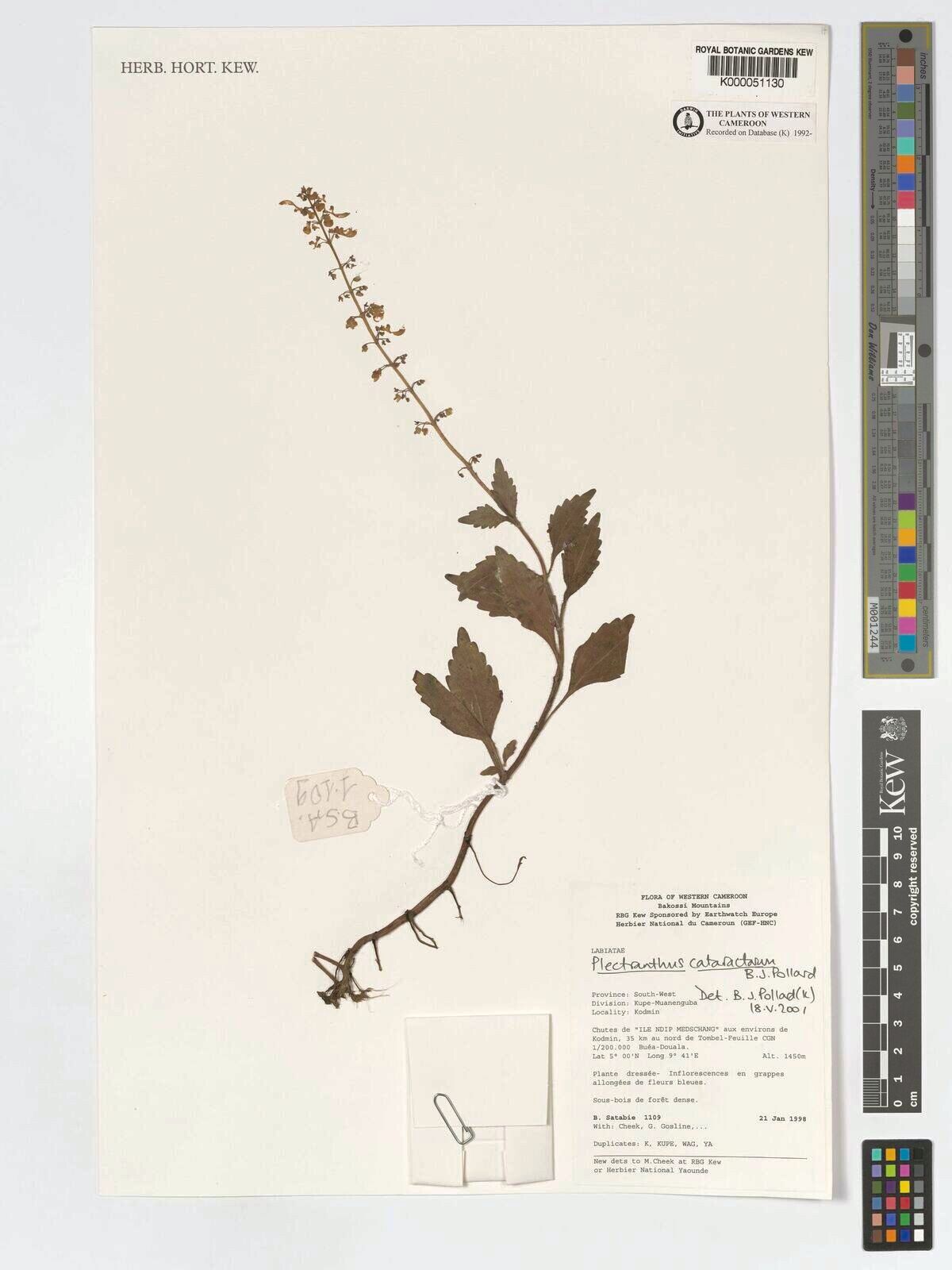 Coleus cataractarum — houseplant care guide