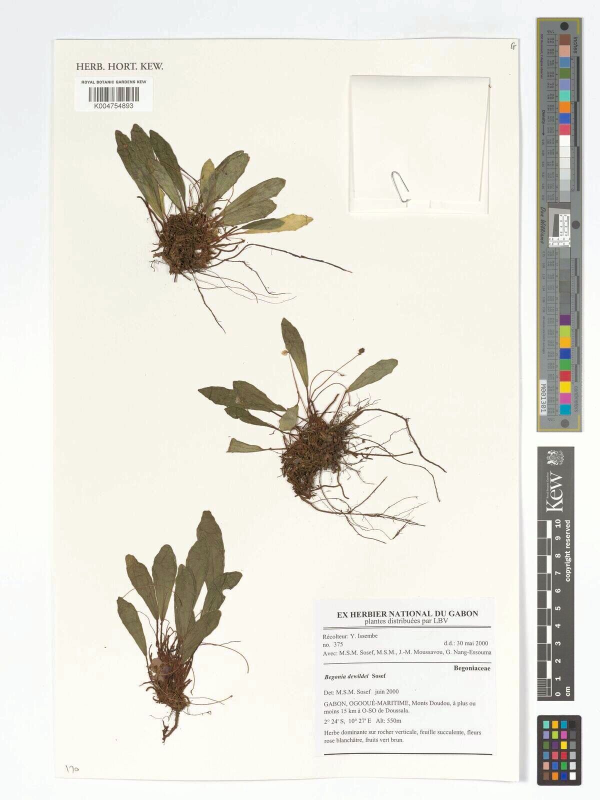 Begonia dewildei — houseplant care guide