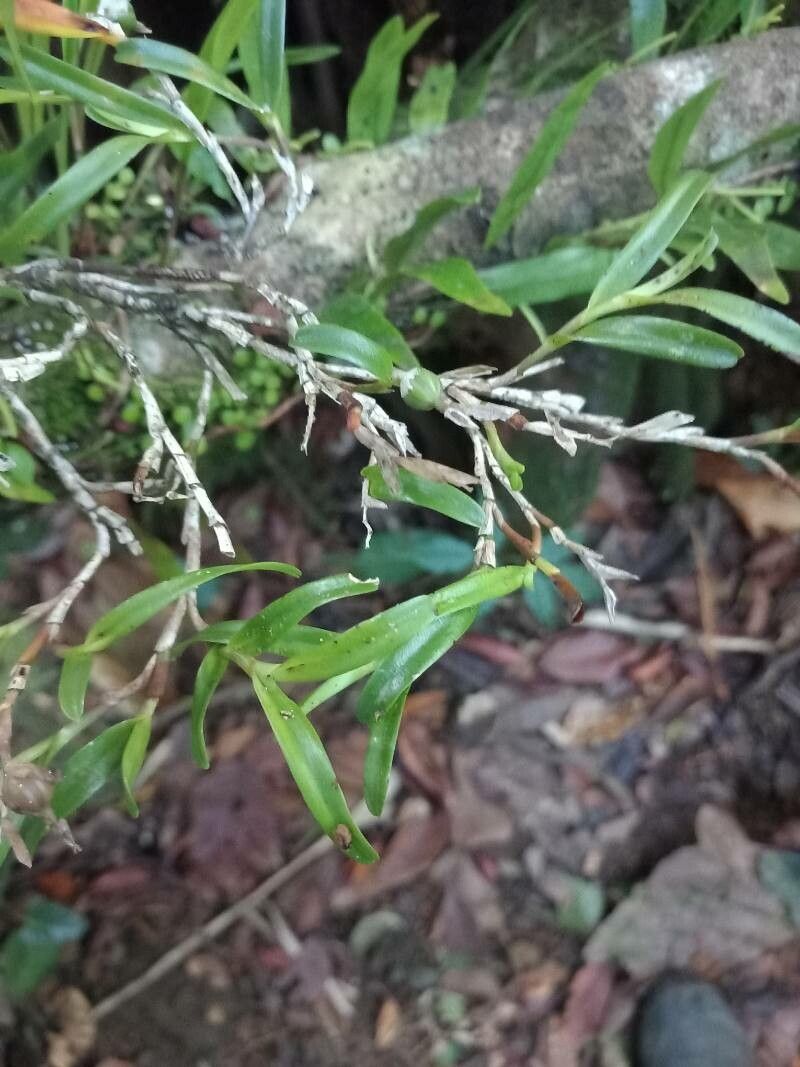Epidendrum ramosum fruit