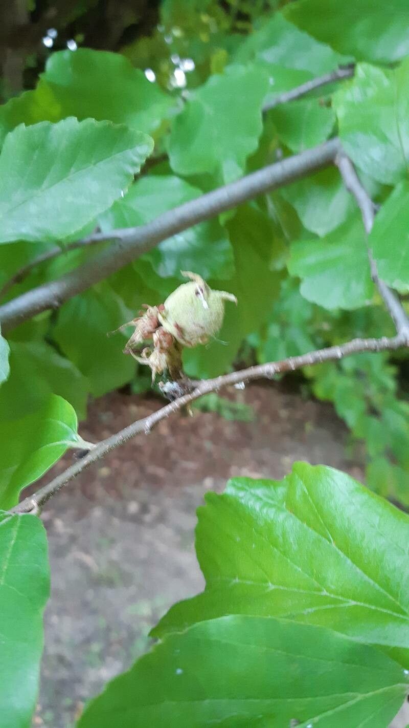 Parrotiopsis jacquemontiana fruit