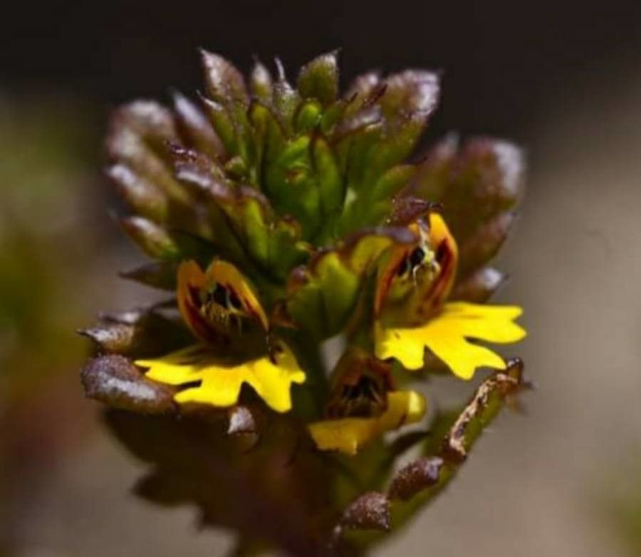 Euphrasia minima flower