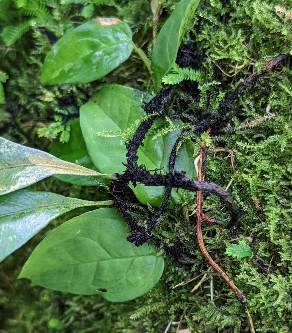 Microgramma lycopodioides bark