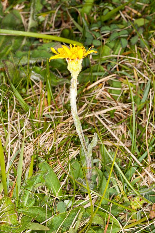 Tephroseris integrifolia bark