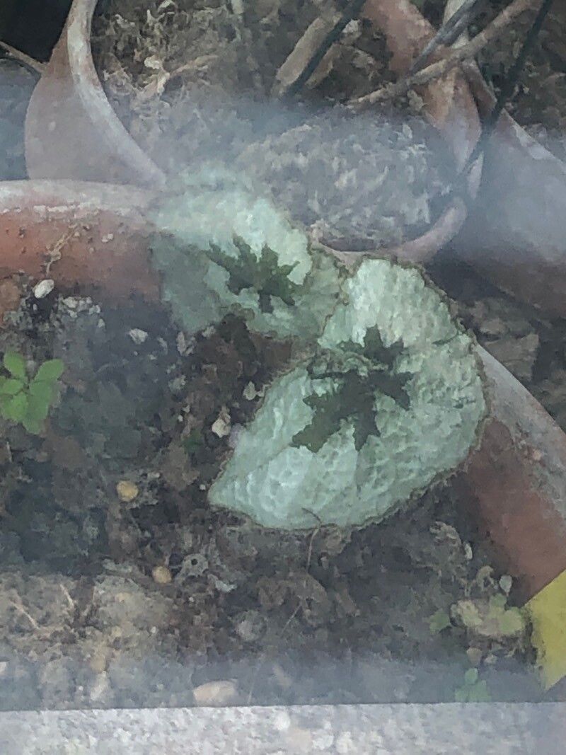 Begonia nana — houseplant care guide