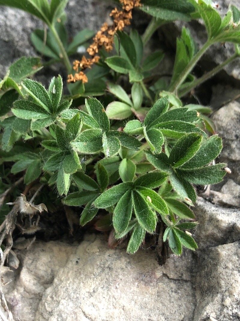 Potentilla caulescens — search result for 'Potentilla'