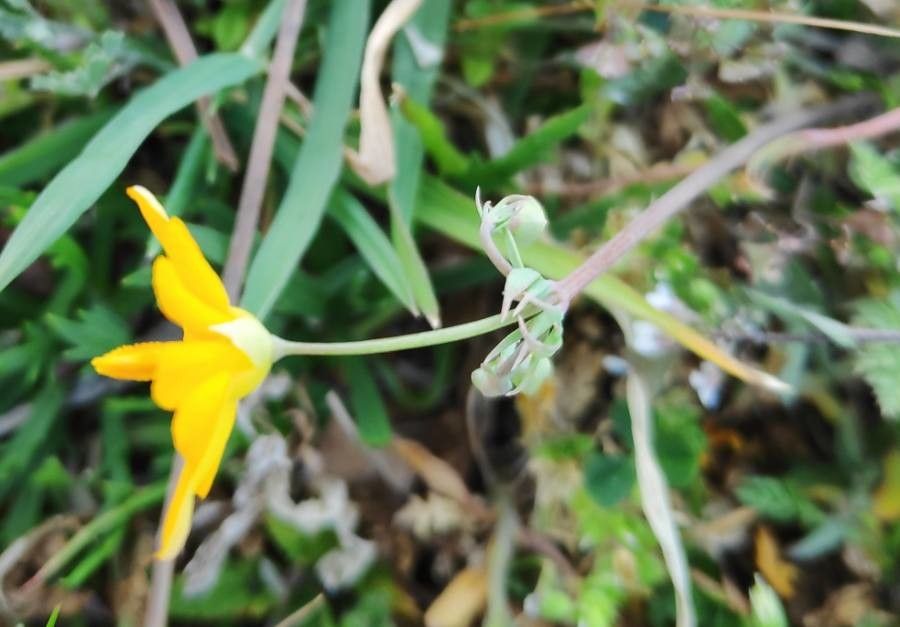 Hypecoum imberbe flower