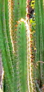 Pilosocereus arrabidae — related species from the same genus