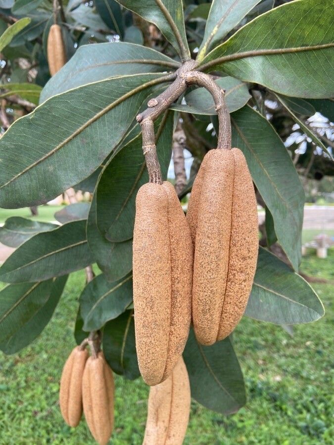 Acridocarpus austrocaledonicus fruit