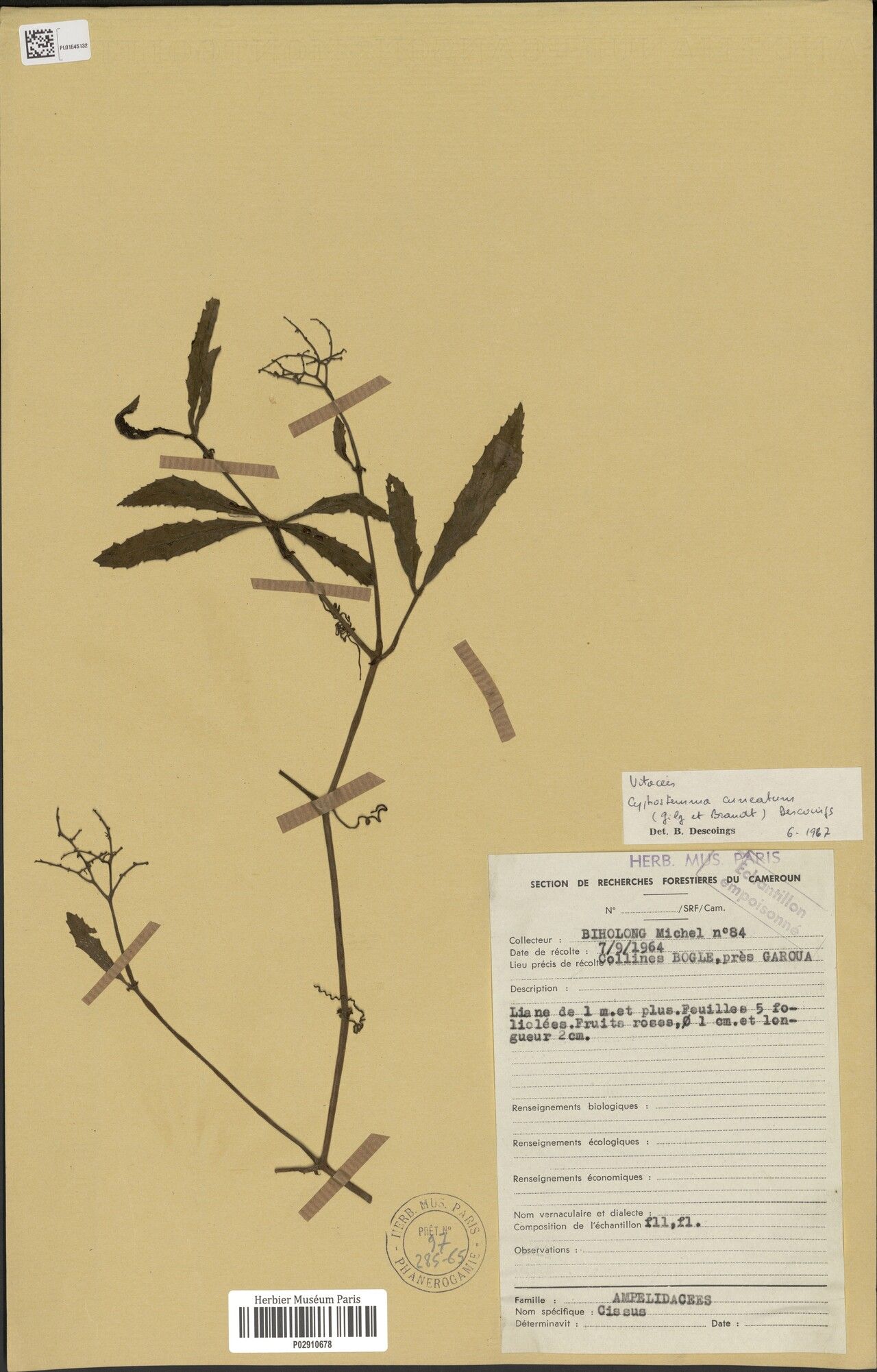 Cyphostemma cuneatum — houseplant care guide