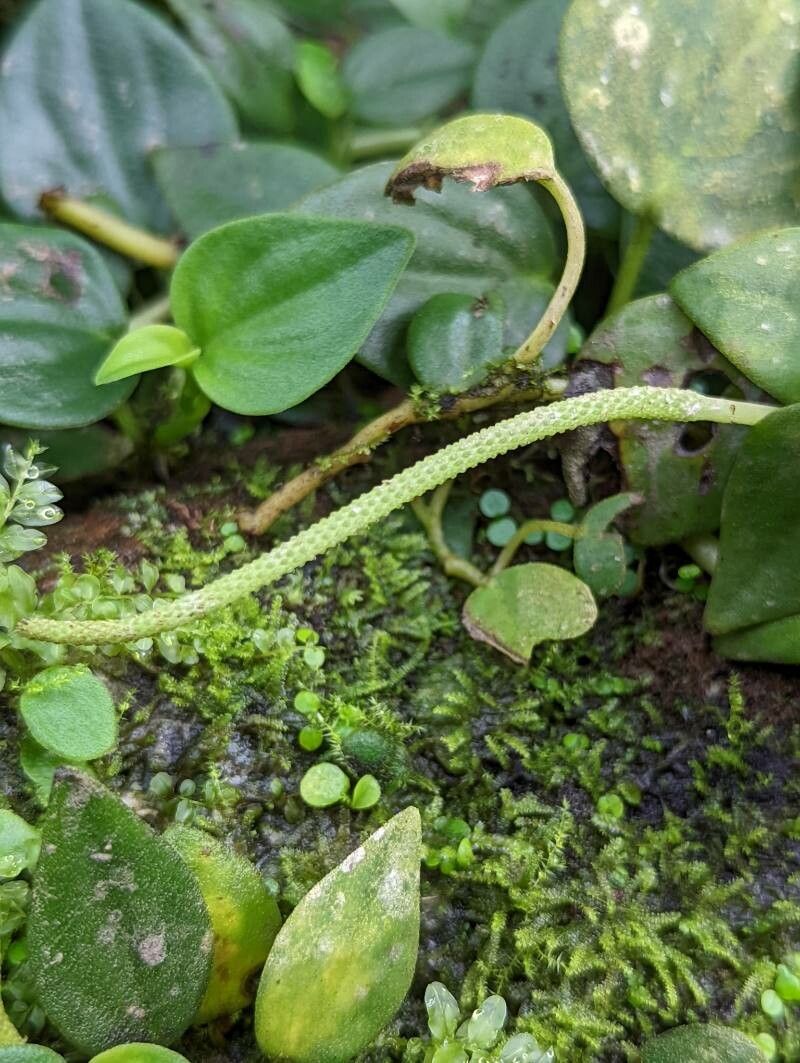 Peperomia urocarpa flower