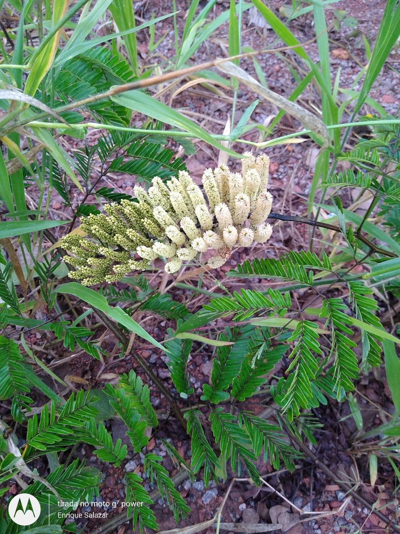 Entada polyphylla flower