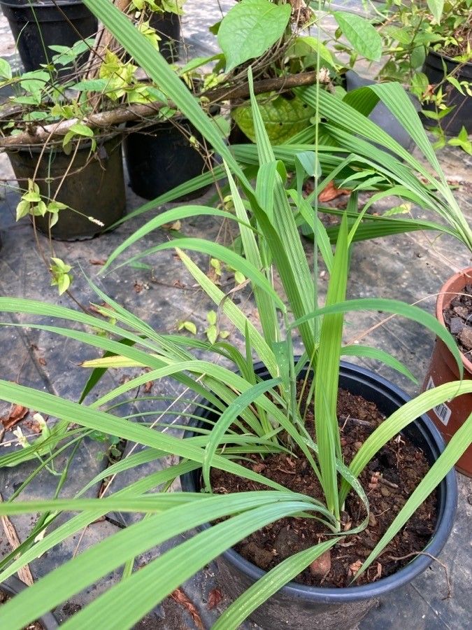 Eleutherine bulbosa — search result for 'Guyana'