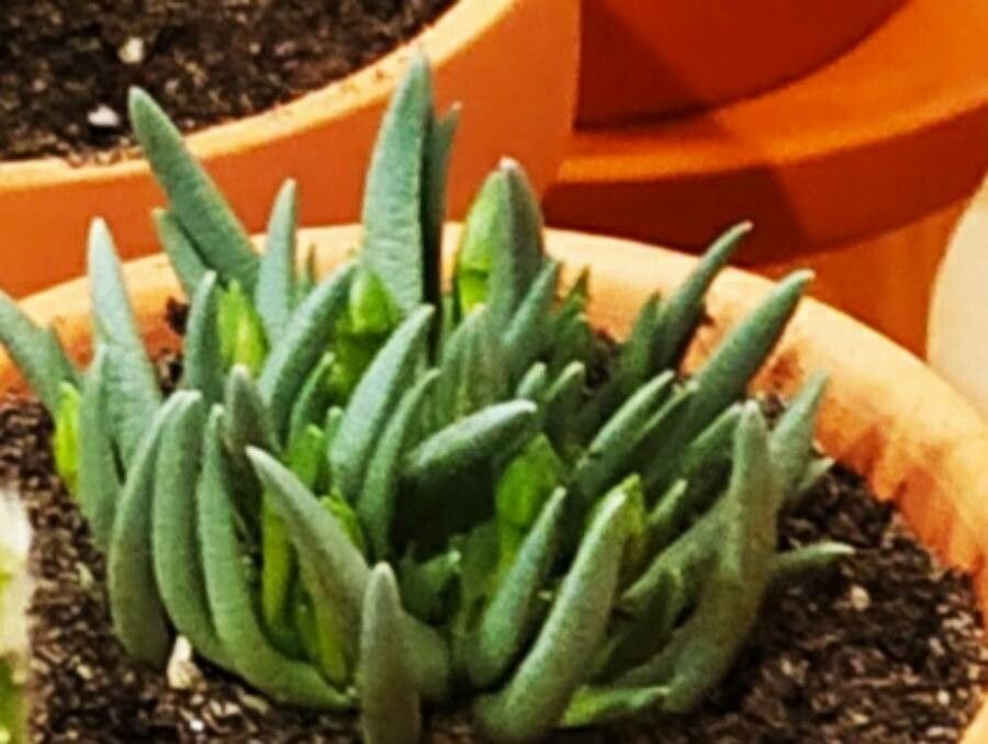 Bergeranthus multiceps leaf