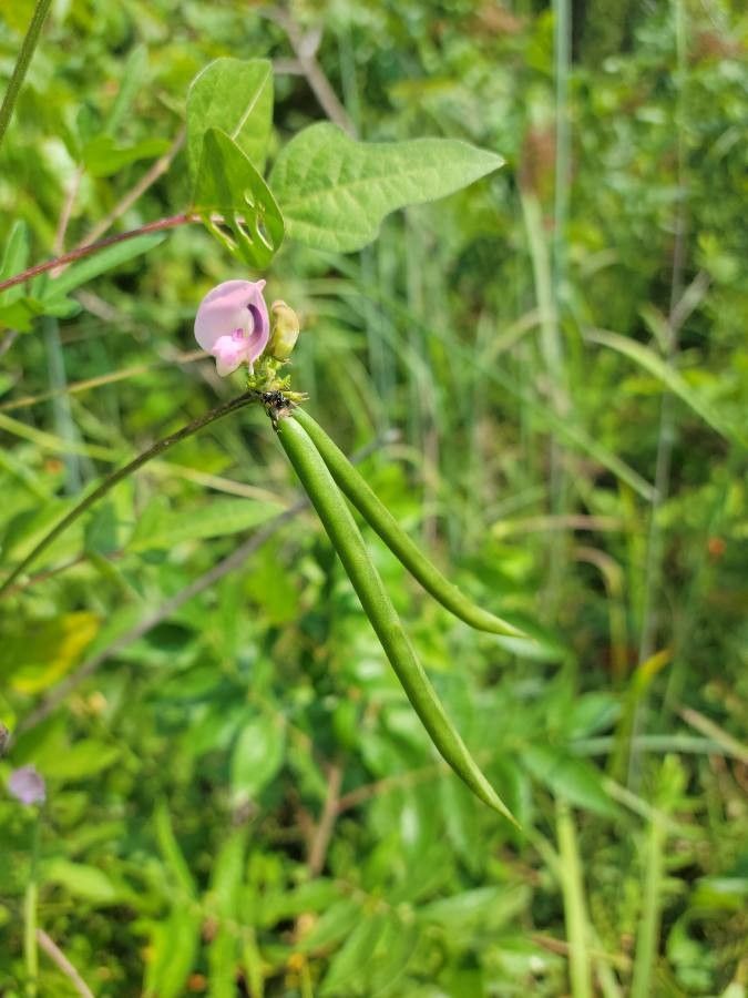 Strophostyles helvula flower