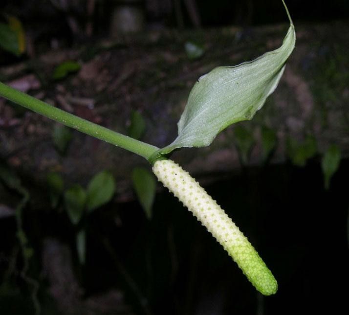 Anthurium trisectum bark