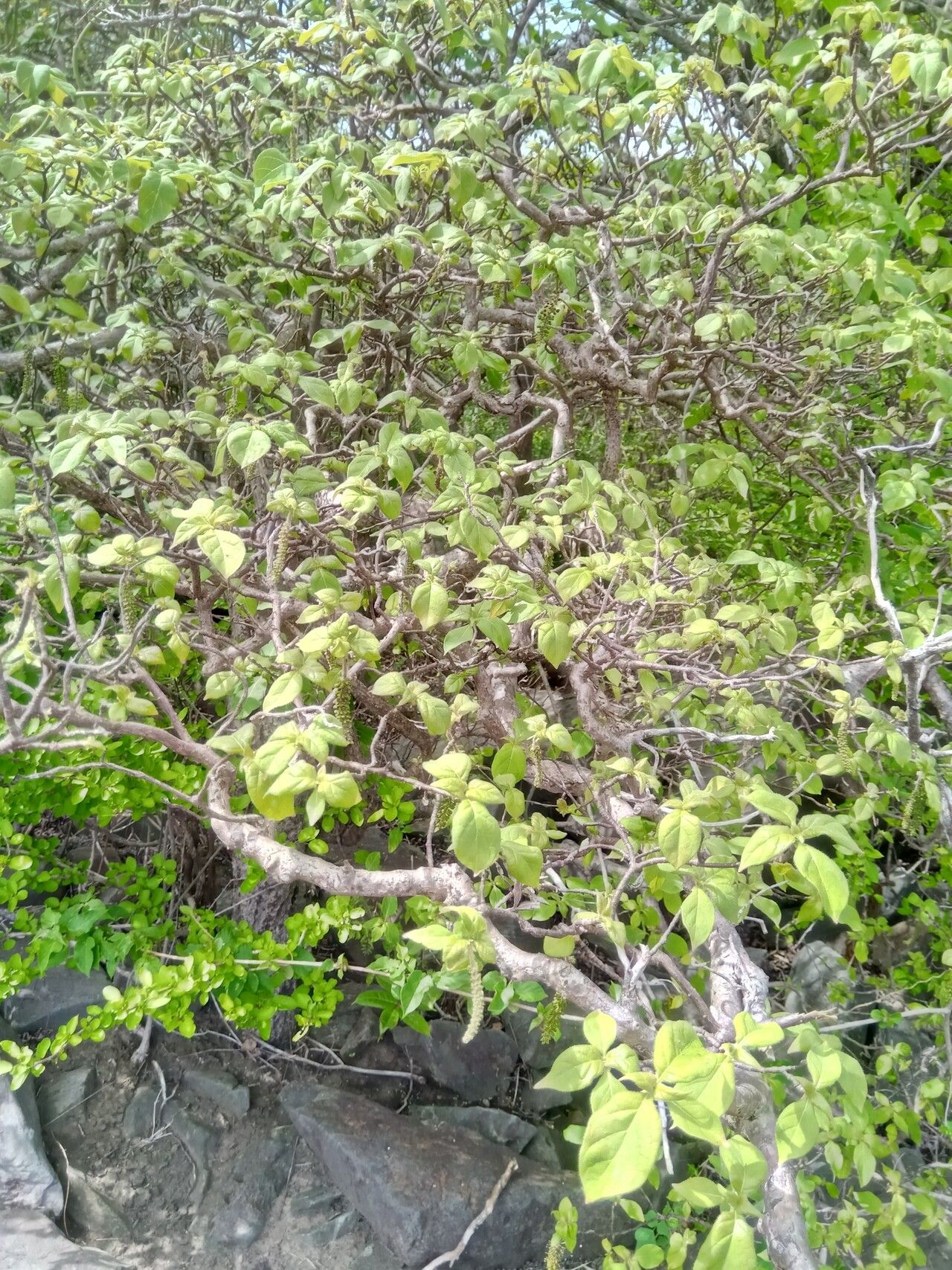 Hymenodictyon louhavate habit