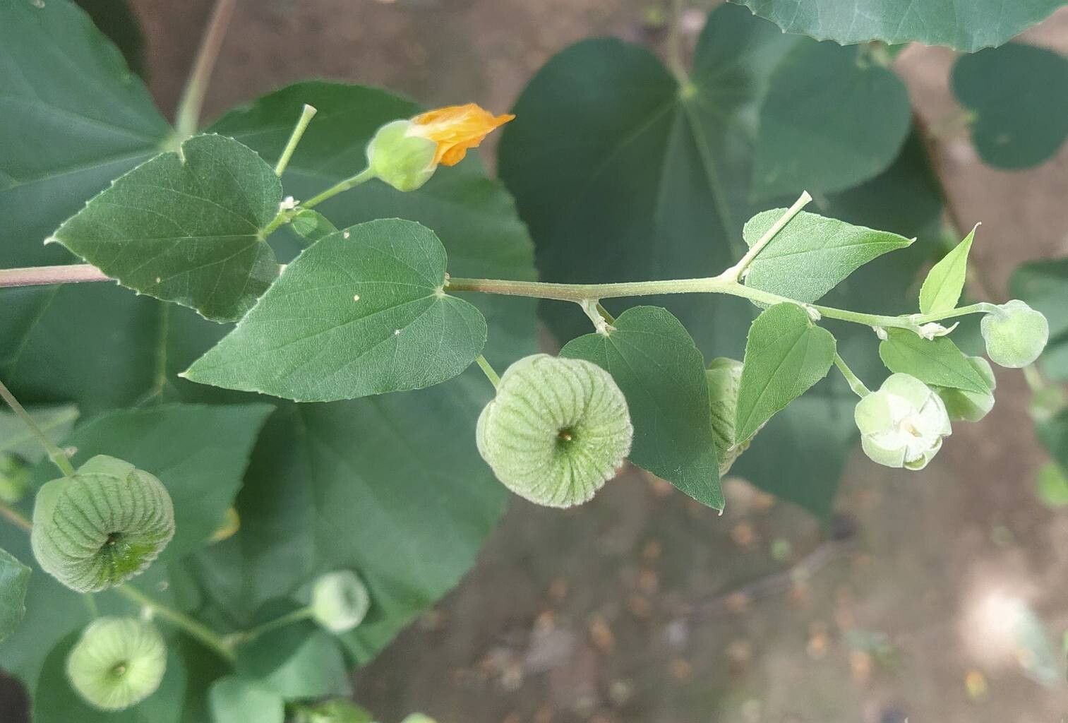 Abutilon angulatum flower