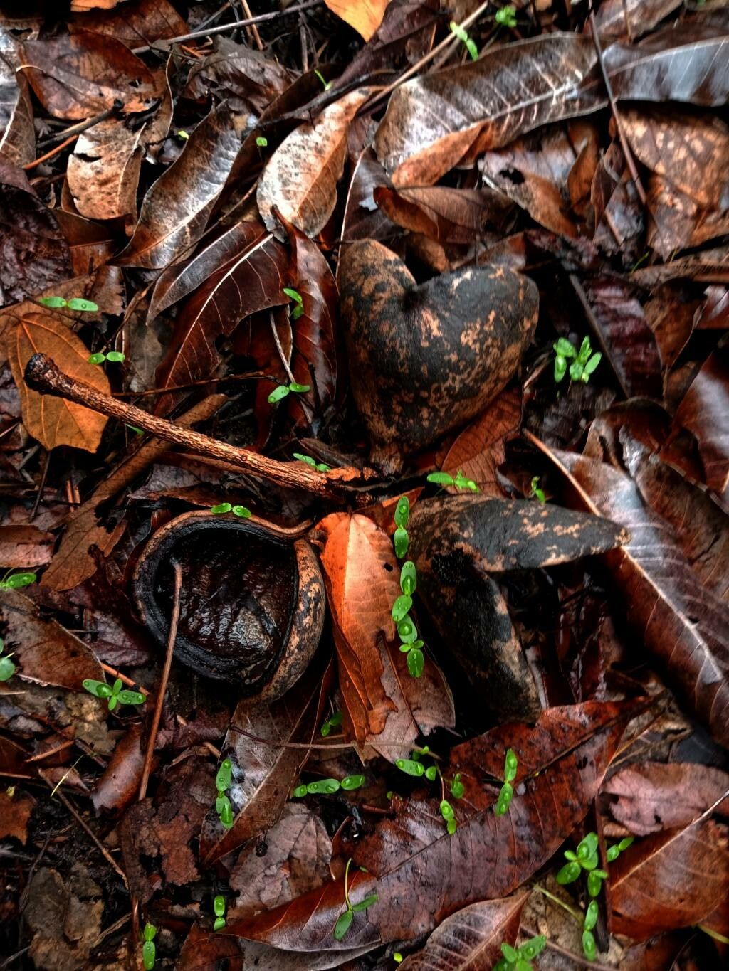 Sterculia monosperma fruit