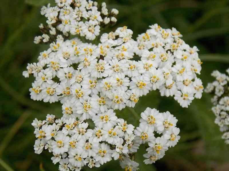 Achillea tenorei flower