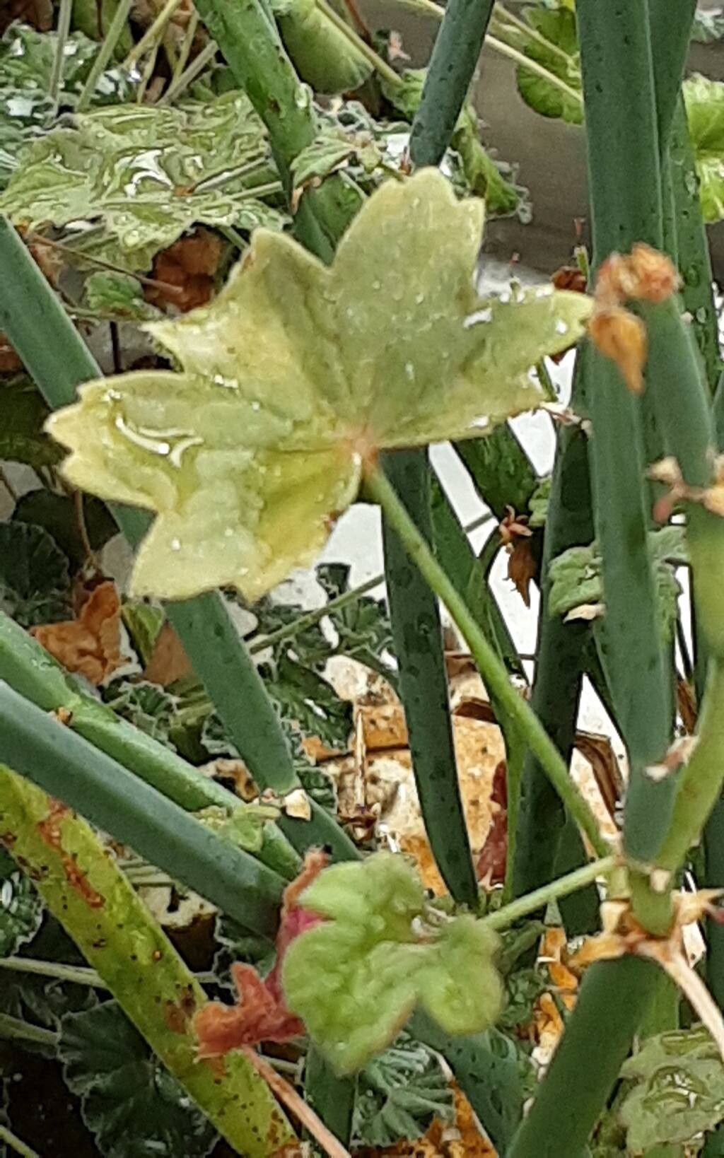 Pelargonium worcesterae leaf