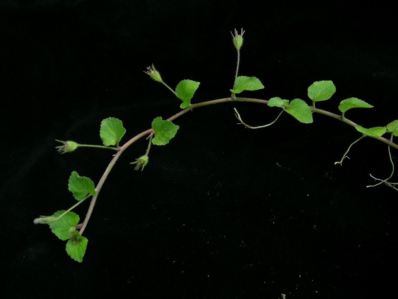 Lobelia zeylanica habit