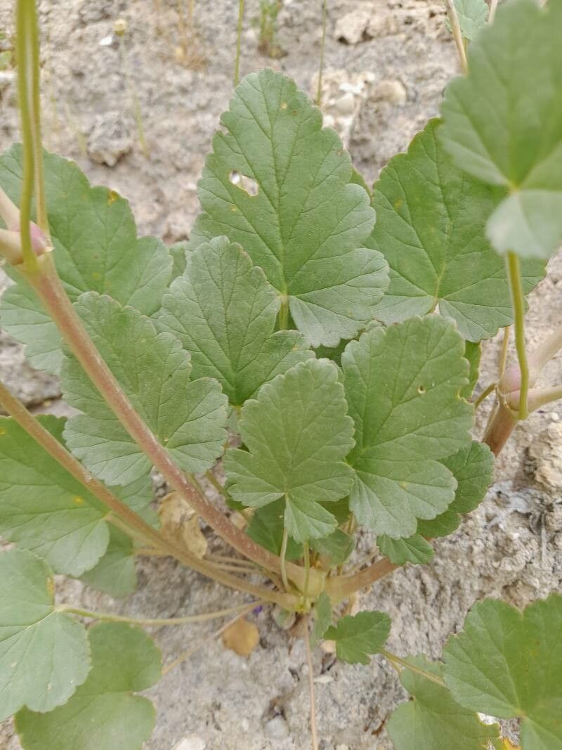 Erodium glaucophyllum leaf