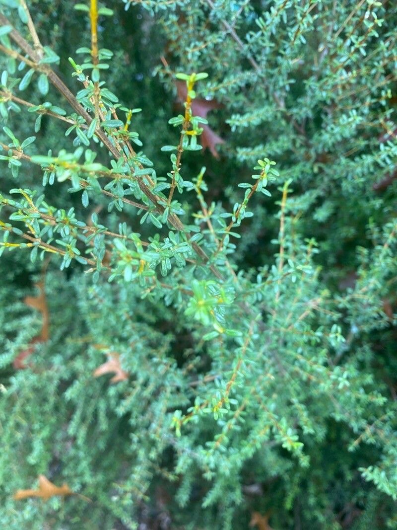 Olearia solandri leaf