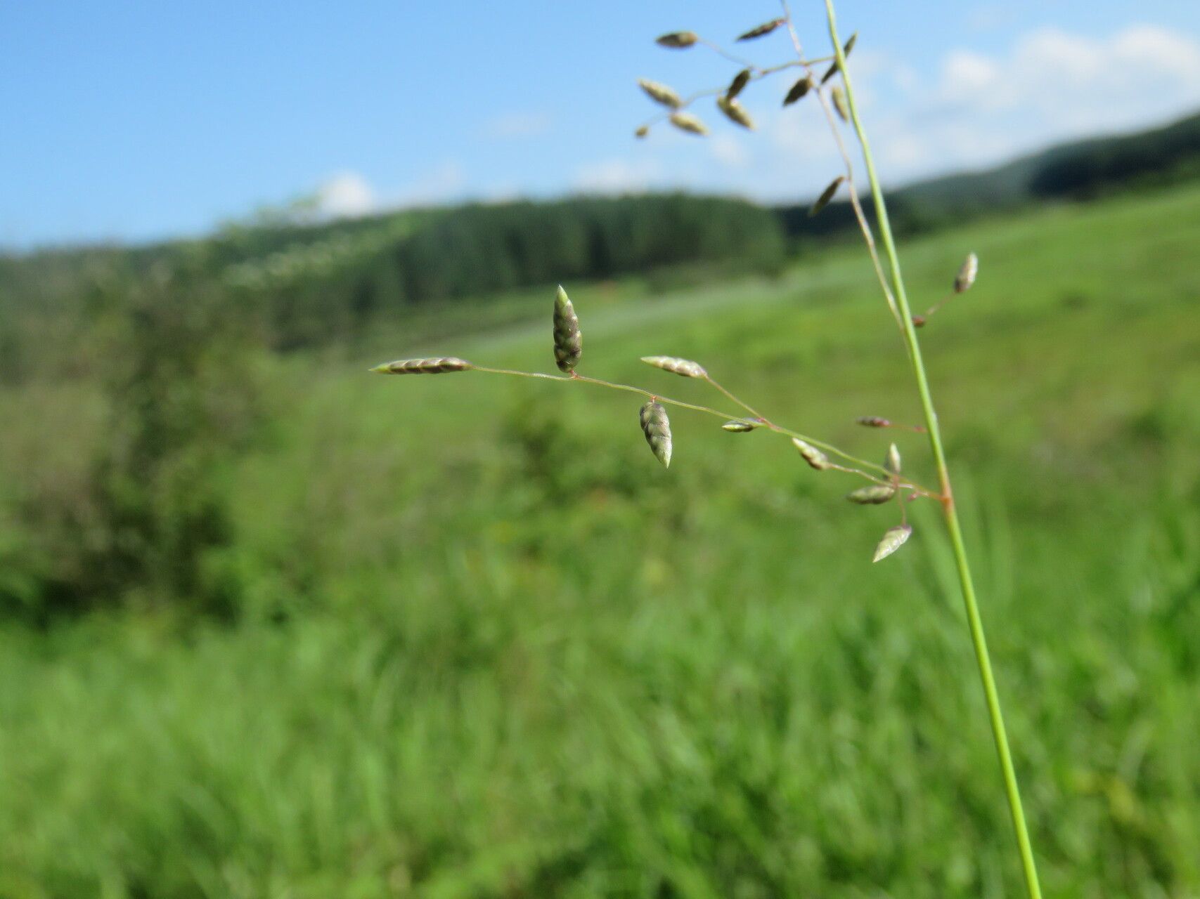 Eragrostis volkensii flower