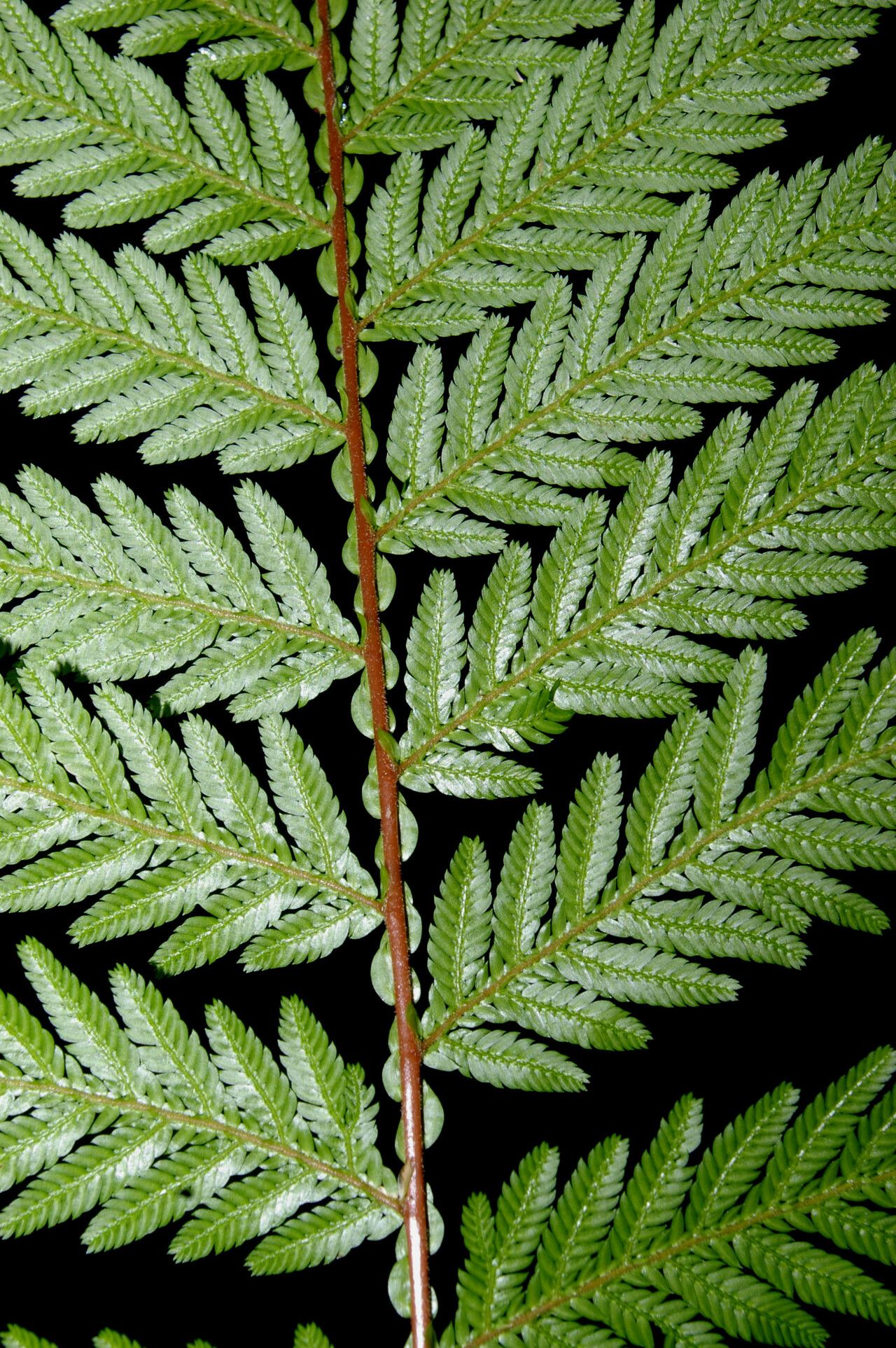 Selaginella exaltata leaf