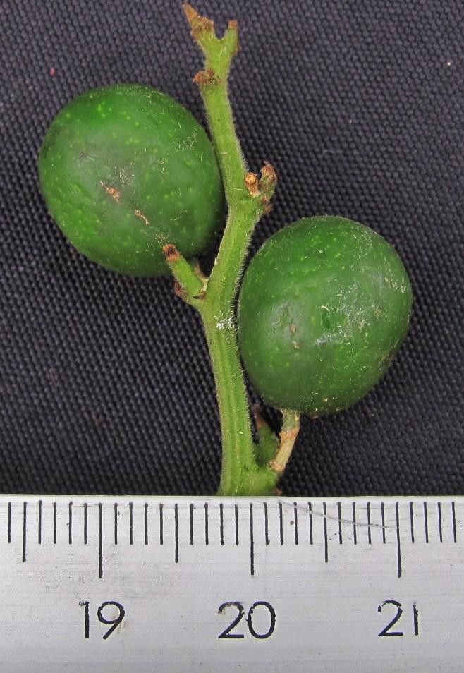 Cayaponia buraeavii — houseplant care guide