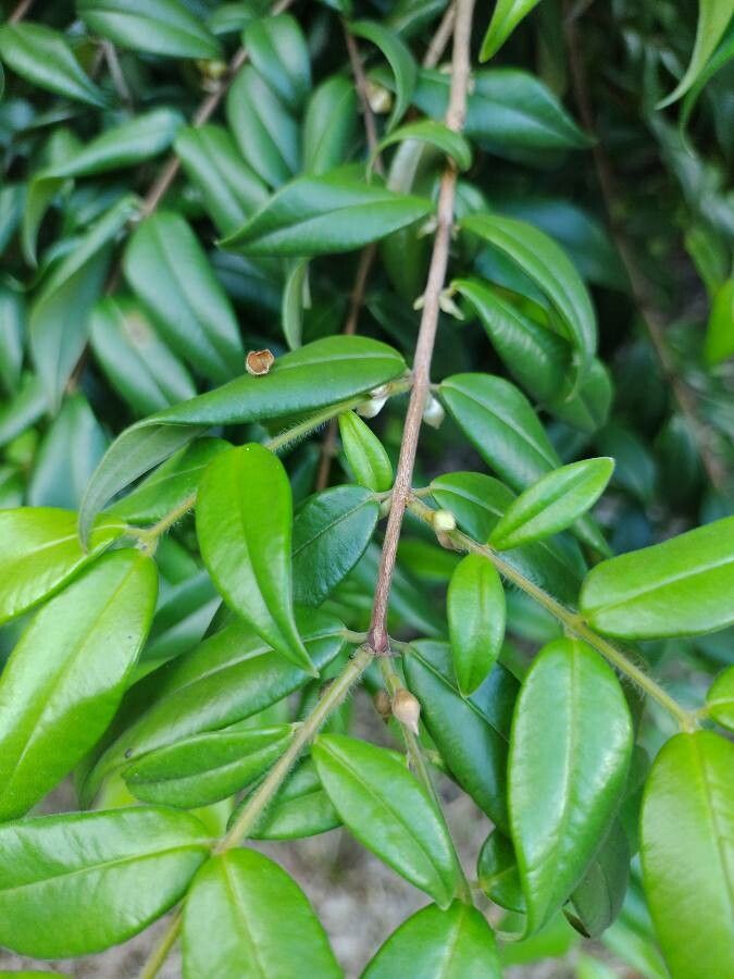 Myrciaria strigipes other
