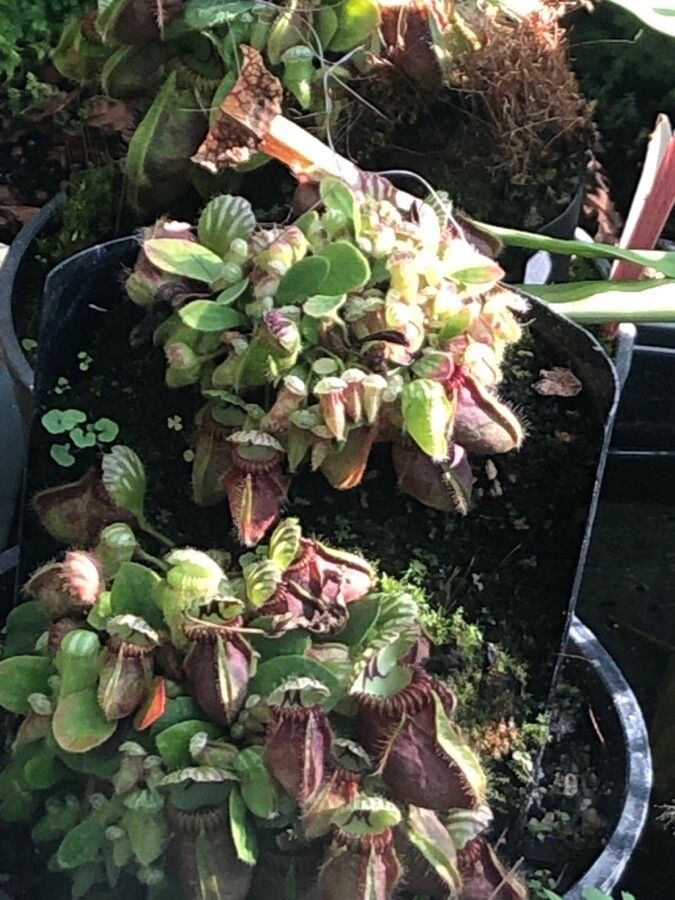 Cephalotus follicularis leaf