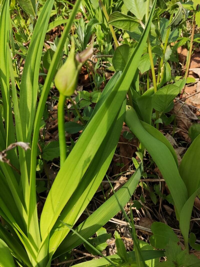 Hemerocallis yezoensis other