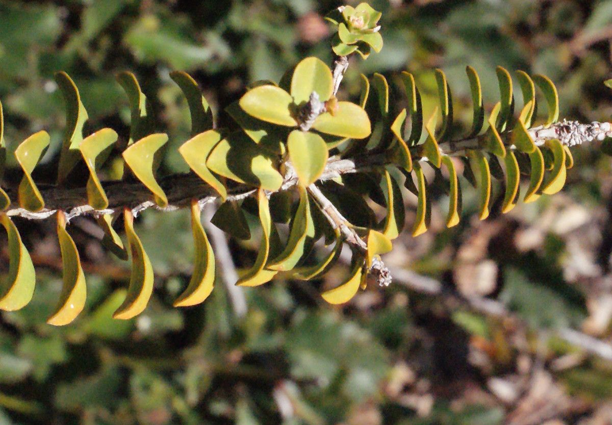 Melaleuca inops — houseplant care guide