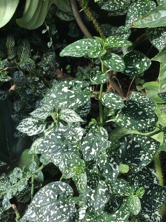 Begonia heracleifolia leaf
