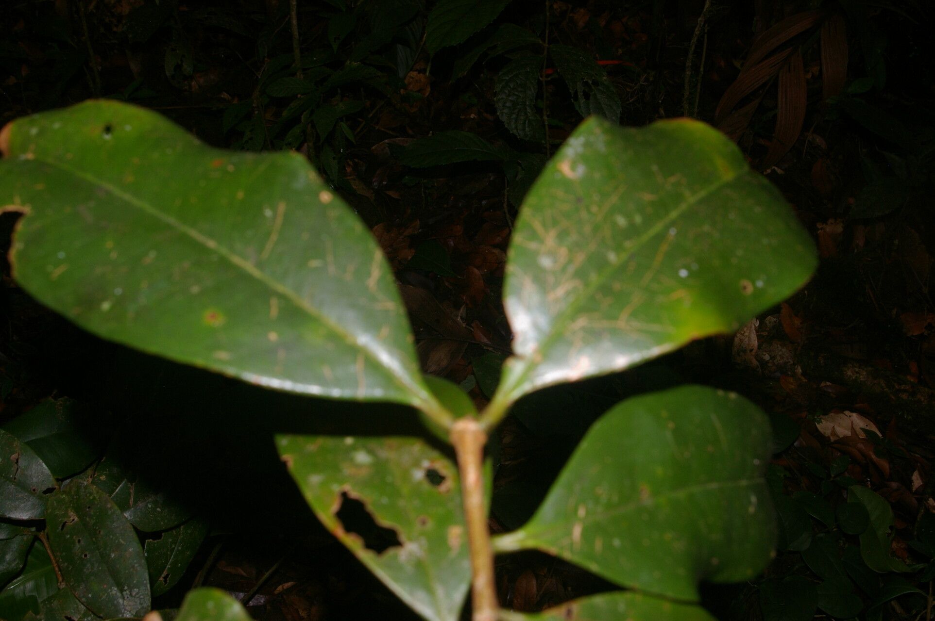 Eugenia herrerae leaf