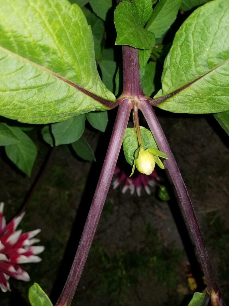 Dahlia × hortensis bark