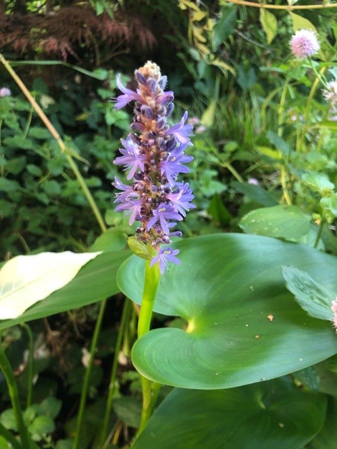 Pontederia cordata fruit