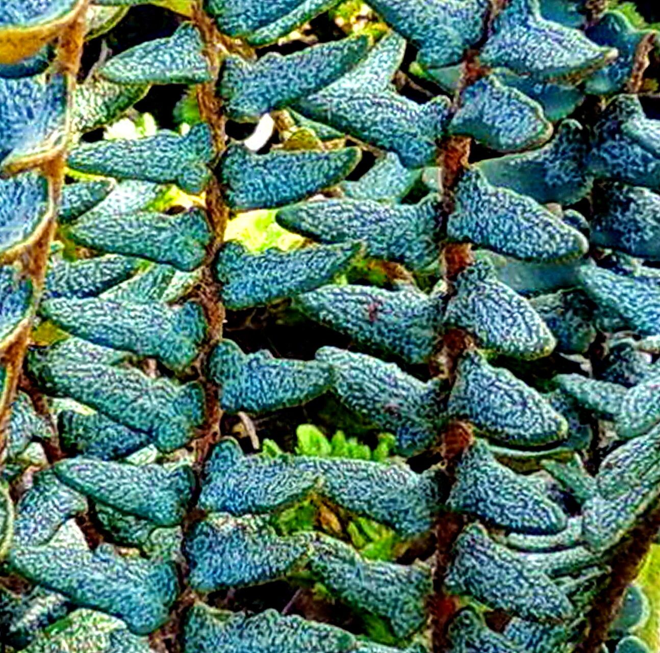 Hemionitis crassifolia — houseplant care guide