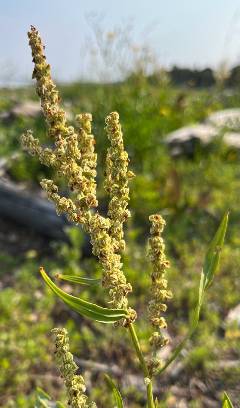 Rumex pallidus flower