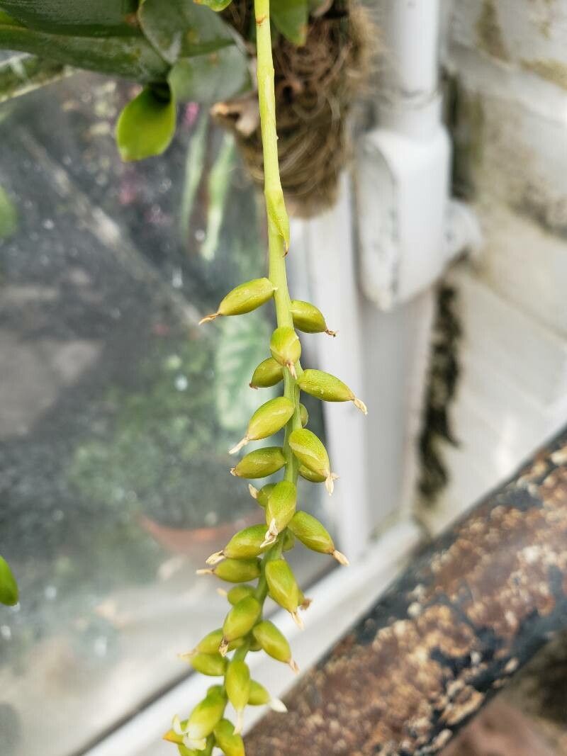 Catopsis sessiliflora fruit