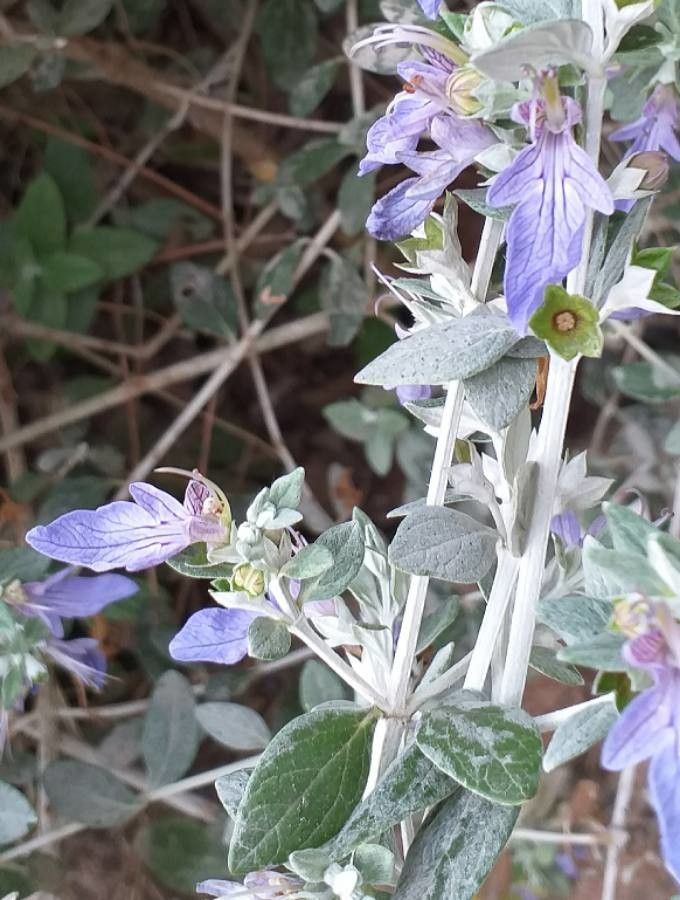 Teucrium fruticans flower