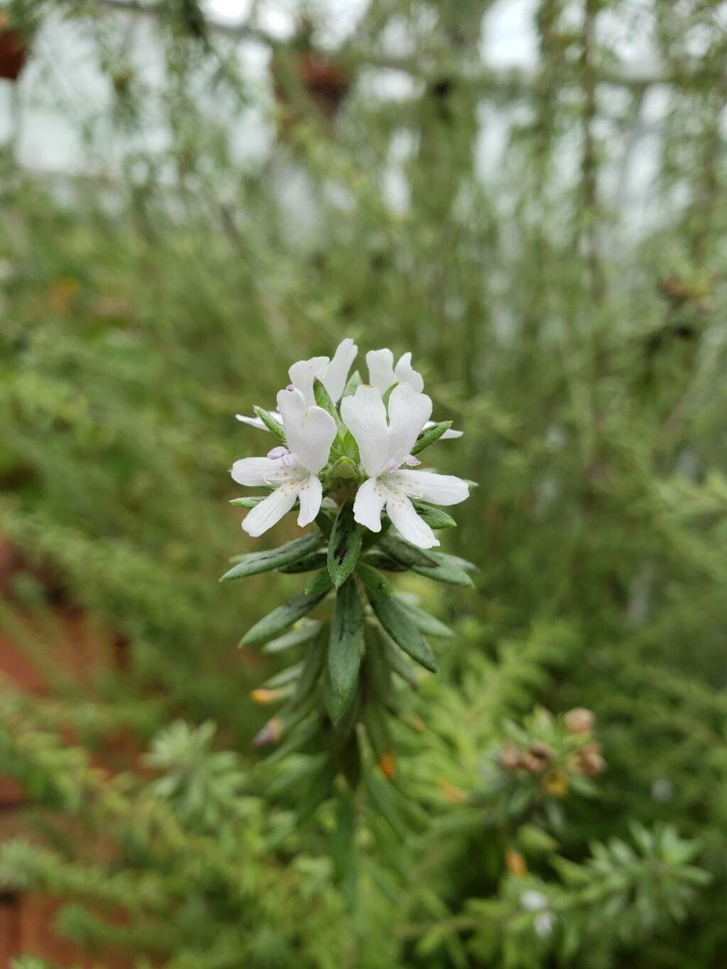 Westringia brevifolia flower