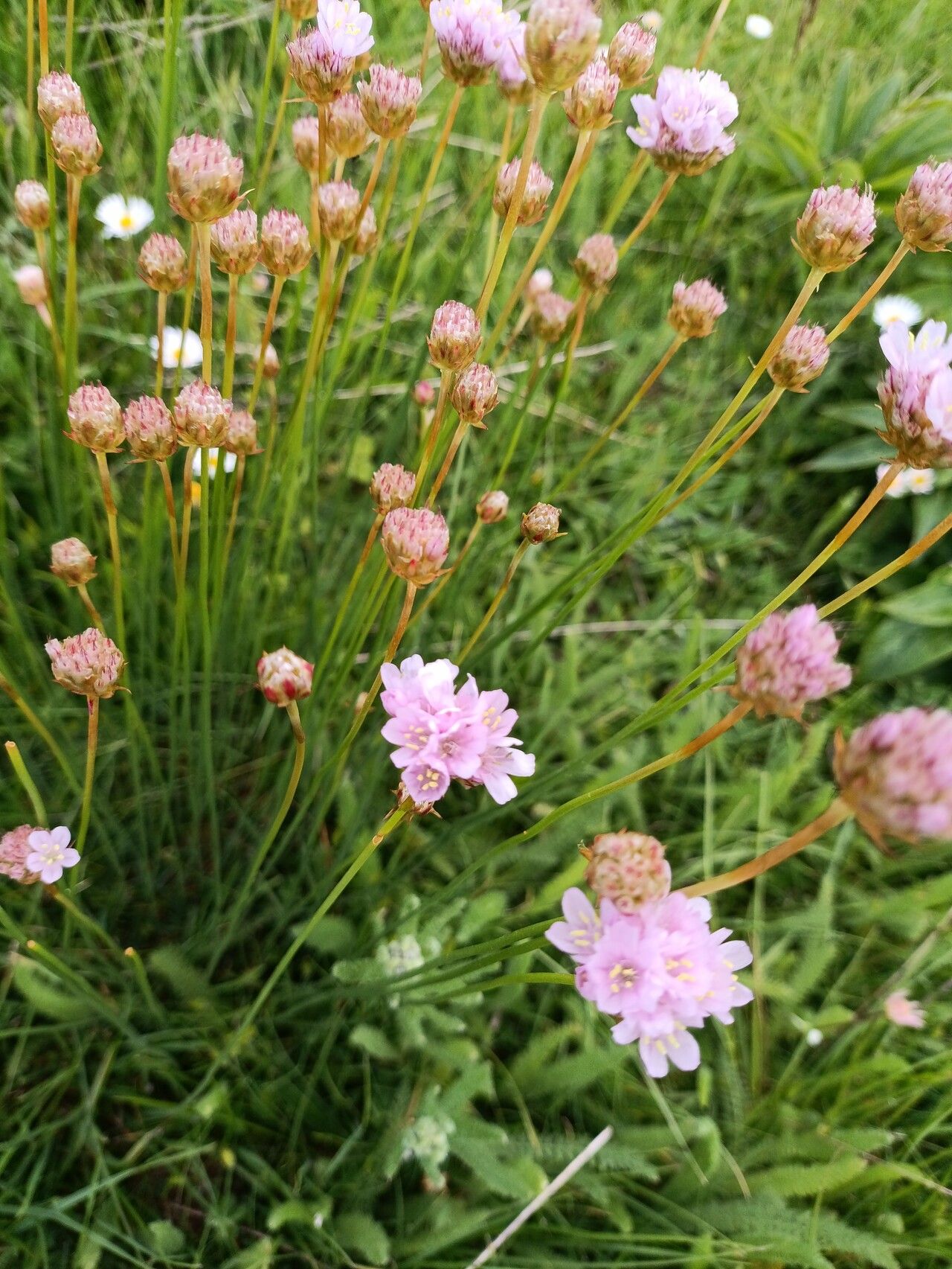 Armeria canescens leaf