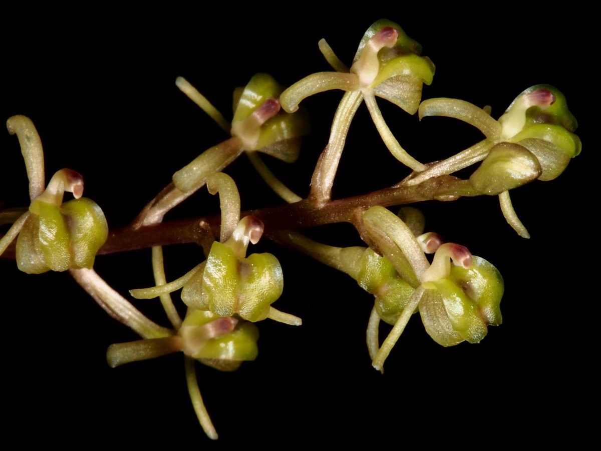 Liparis chalandei fruit