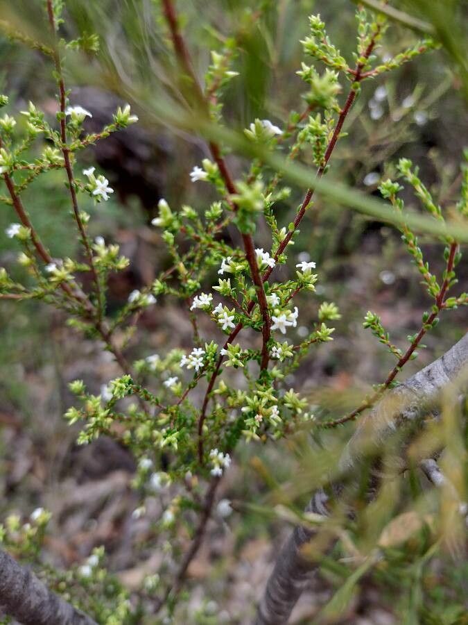 Leucopogon microphyllus habit