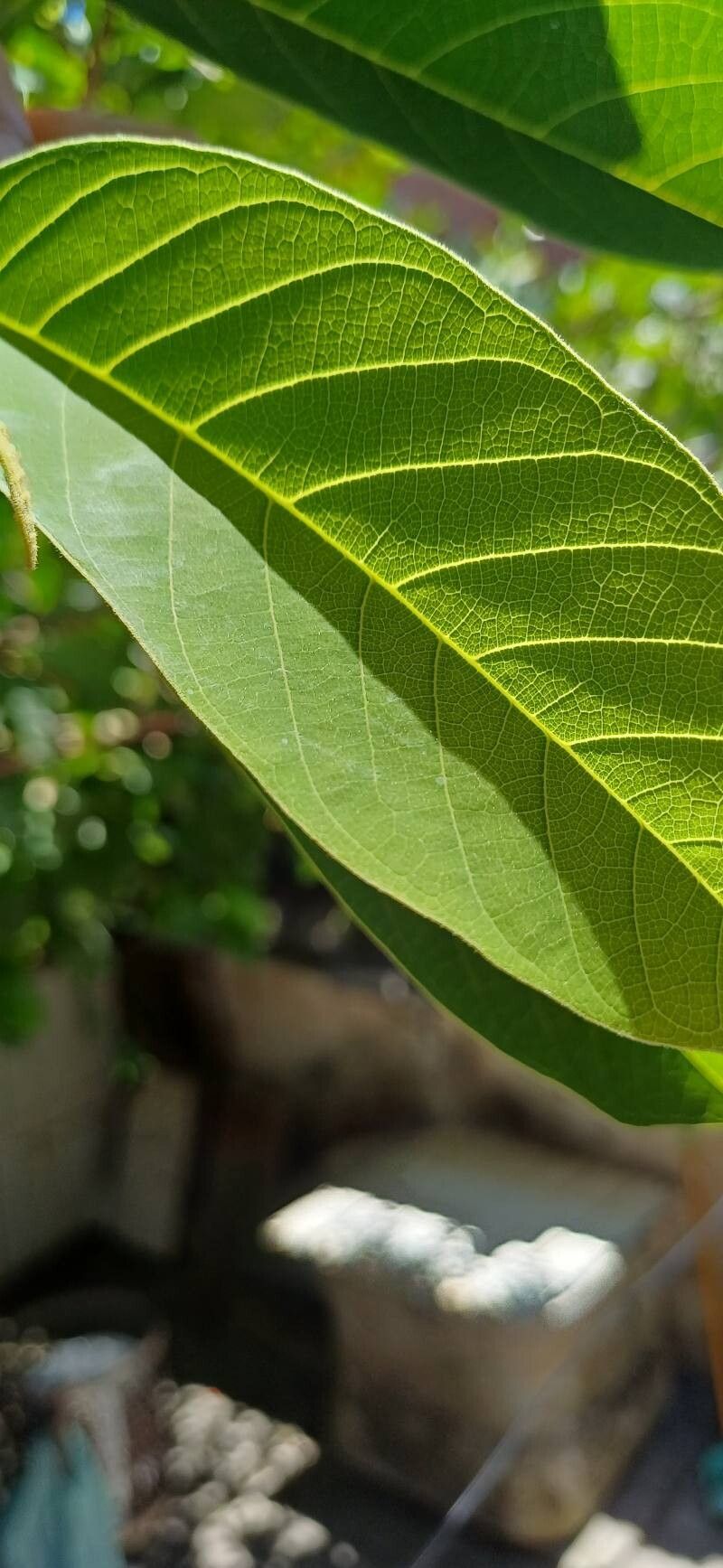 Annona × atemoya — search result for 'Annona'