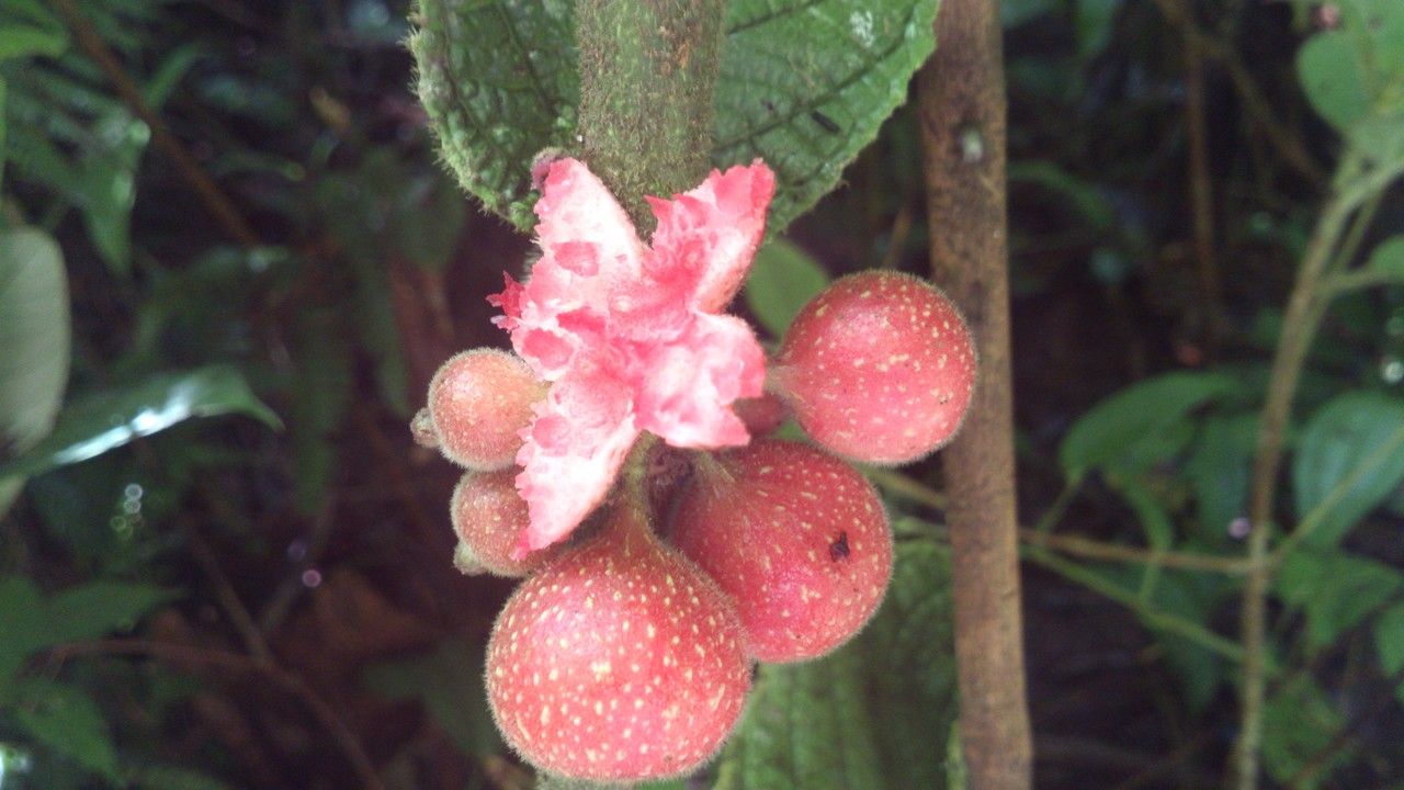 Siparuna grandiflora fruit