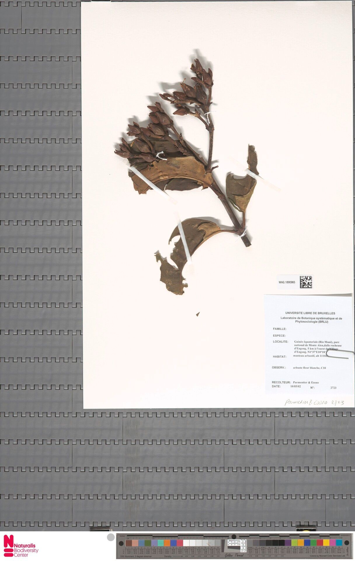 Anthocleista obanensis — houseplant care guide