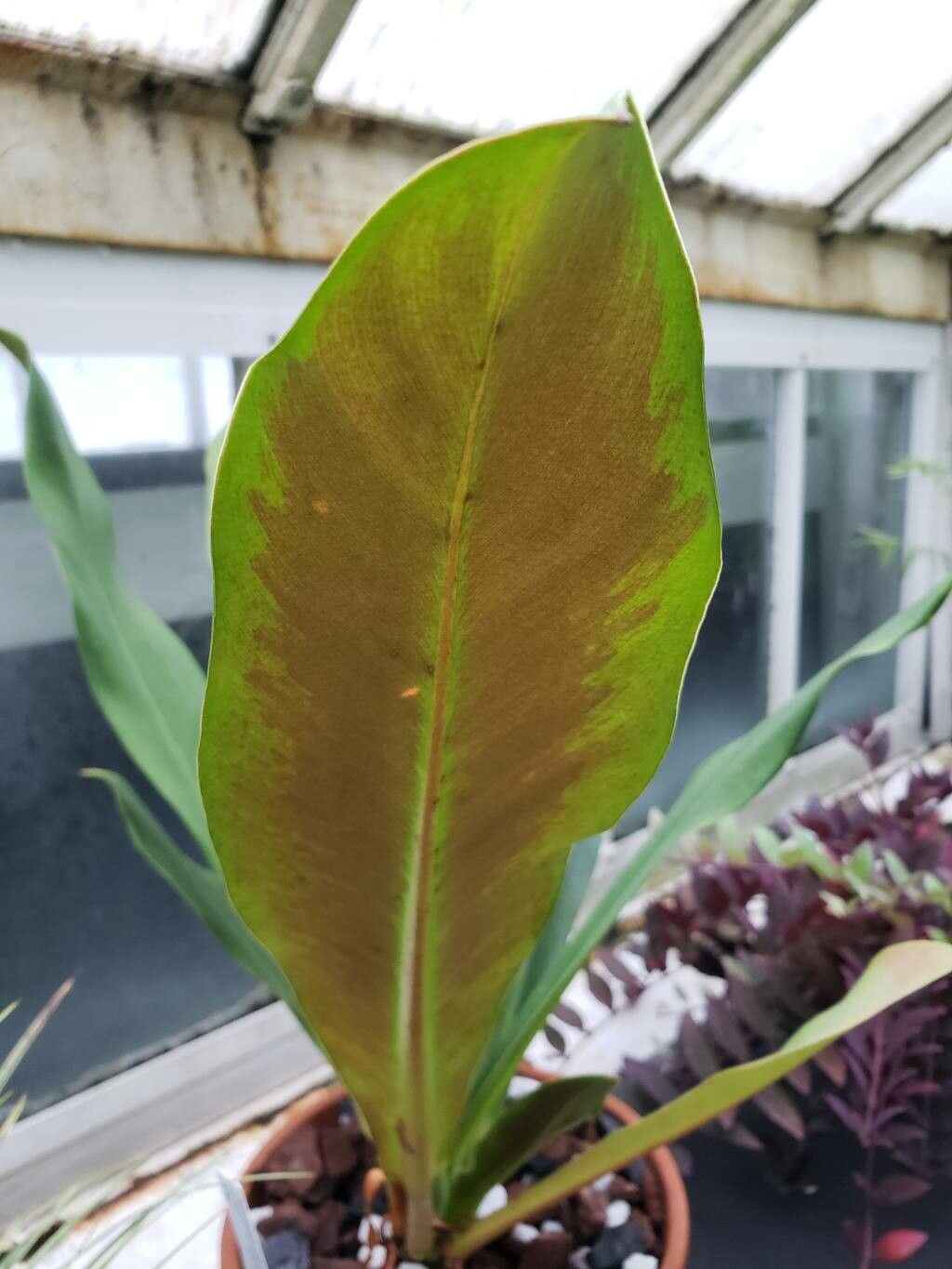 Philodendron bicolor — houseplant care guide